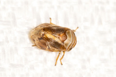 Clastoptera obtusa