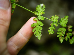 Cystopteris tenuis