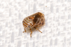 Clastoptera obtusa