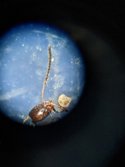 Forelius pruinosus