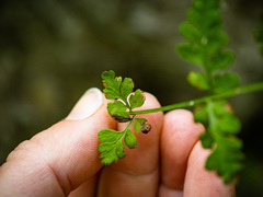 Cystopteris tenuis