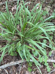 Chasmanthium sessiliflorum