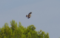 Circaetus gallicus
