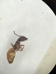 Forelius pruinosus