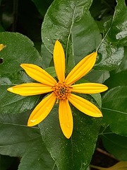 Helianthus divaricatus