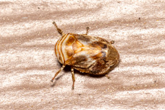 Clastoptera obtusa
