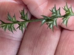 Chasmanthium sessiliflorum