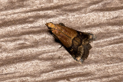 Eulogia ochrifrontella