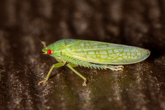 Gyponini