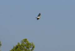 Circaetus gallicus