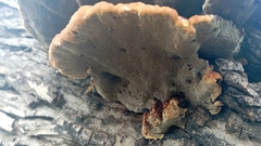 Inonotus