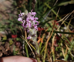 Pedicularis attollens