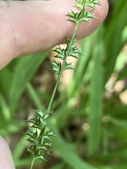 Chasmanthium sessiliflorum