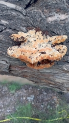 Inonotus