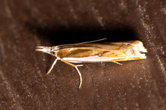 Crambus praefectellus