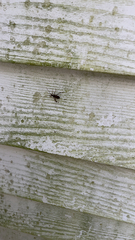 Leptoglossus occidentalis