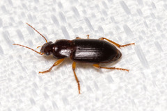 Harpalinae