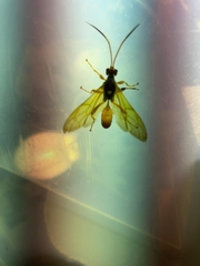 Callajoppa cirrogaster