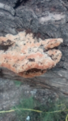 Inonotus
