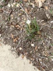 Zephyranthes drummondii