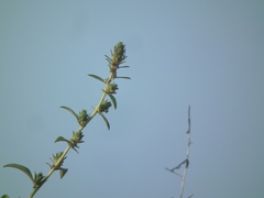 Bassia scoparia