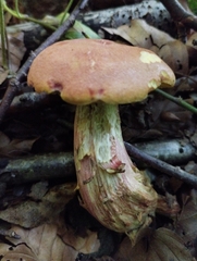 Xerocomellus chrysenteron