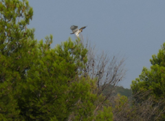 Circaetus gallicus