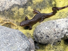 Taricha granulosa
