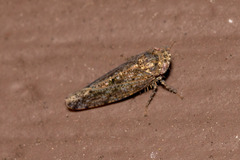 Osbornellus clarus