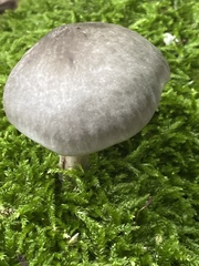 Pluteus