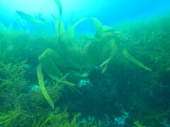 Saccorhiza polyschides