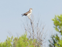 Circaetus gallicus