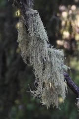 Usnea hirta