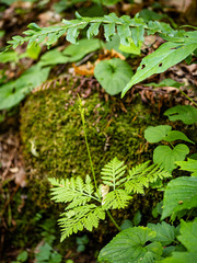 Botrypus virginianus