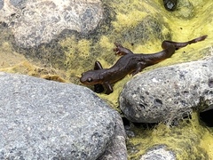 Taricha granulosa
