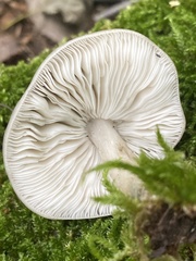 Pluteus