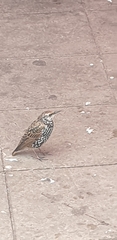 Sturnus vulgaris