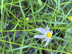 Coreopsis rosea