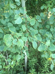 Populus tremuloides