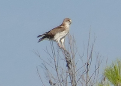 Circaetus gallicus