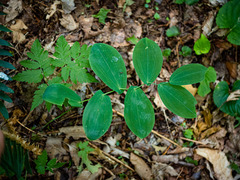 Uvularia grandiflora
