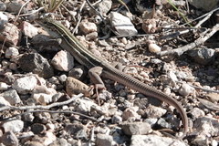 Aspidoscelis sonorae