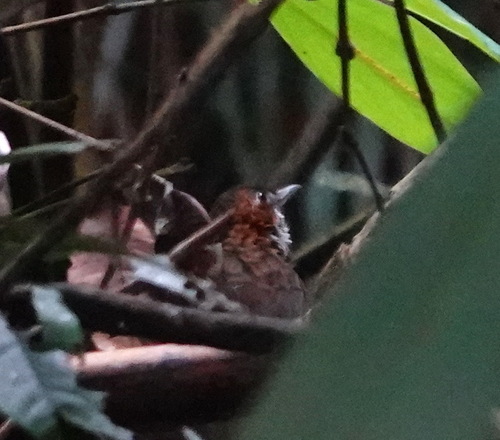 Marbled Wren-Babbler (Turdinus marmoratus), photo 2