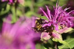 Bombus borealis