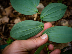 Uvularia grandiflora