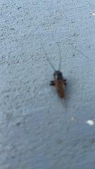 Gryllus pennsylvanicus