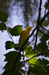 Protonotaria citrea