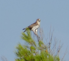 Circaetus gallicus