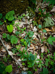 Ranunculus abortivus