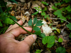 Ranunculus abortivus